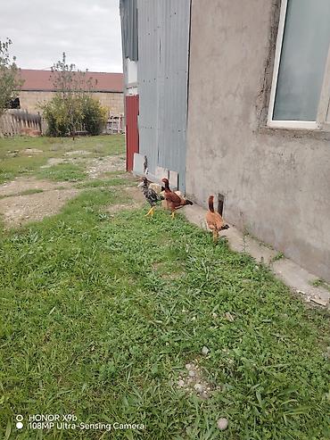 australorp toyuq satilir: Toyuq cücələri, Damazlıq, Ünvandan götürmə — 4