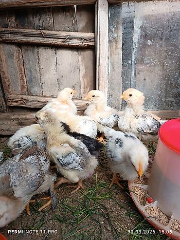 Cücələr: Toyuq cücələri, Ətlik, Ünvandan götürmə — 3