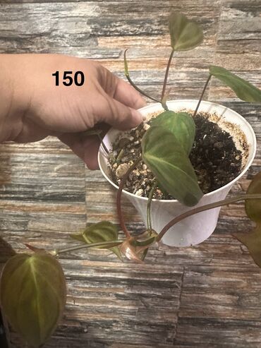 Другие комнатные растения: Комнатные растения — 20