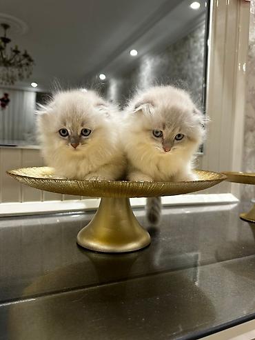 Pişiklər: Britan — 2