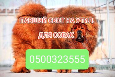 продаю куры несушки: Куплю | Коровы, быки, Лошади, кони | Круглосуточно, Любое состояние