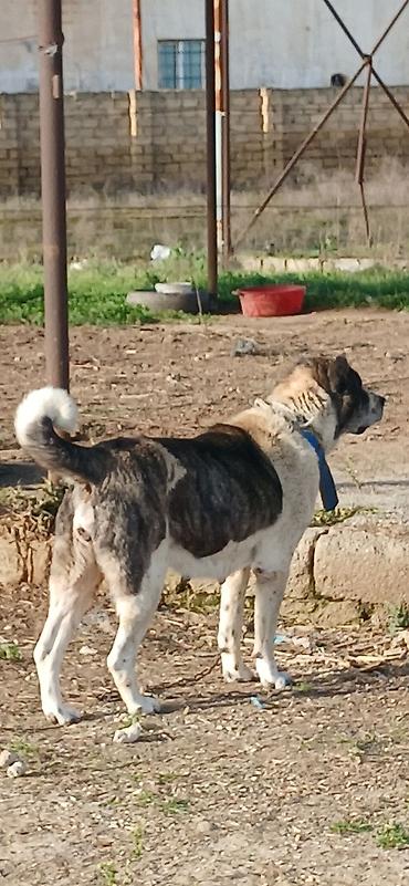 İtlər: Qurdbasar, 4 il, Dişi — 8