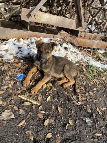 обучение собак: Щенок среднего типа (помесь овчарки). Ориентировочный возраст: 3–5