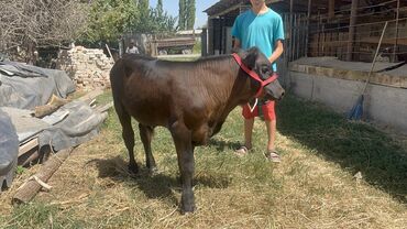 зерно ячмень: Продаю | Бык (самец), Музоо, торпок | Ангус, Абердин-ангус | Для разведения | Осеменитель, Искусственник