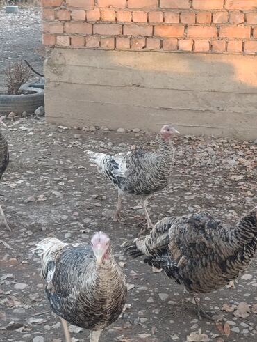 Индюки: Продаю | Индюшка (самка) | Для разведения | Племенные — 9