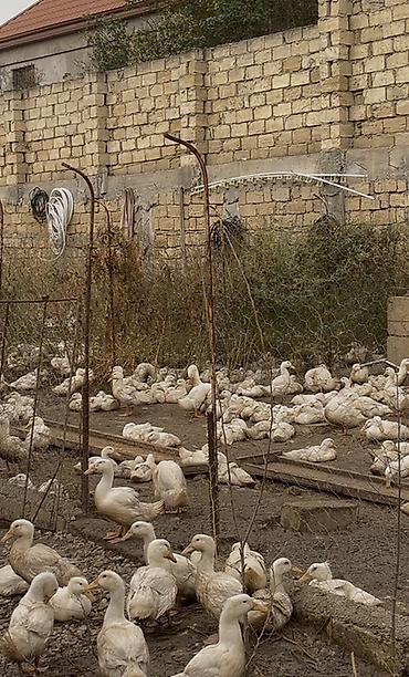 qus vuran: Ağ ördəklər – iri partiya - Növ: ağ ev ördəyi (ətlik yönümlü) - Say — 4