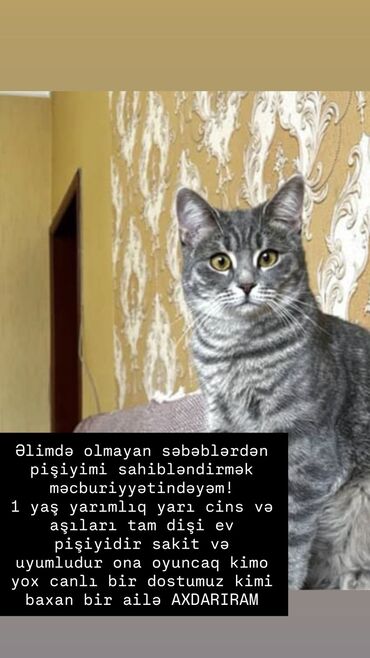 котята в добрые руки баку: Dişi, Yaxşı əllərə, Ünvandan götürmə