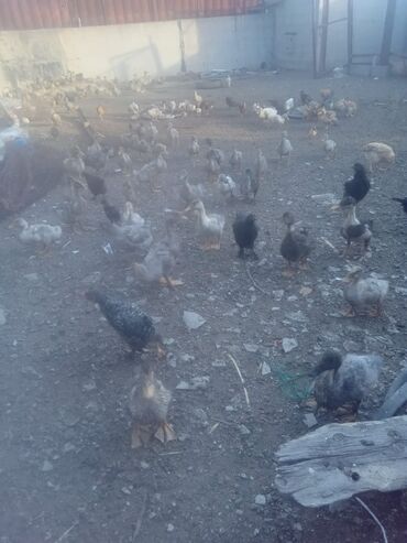 где купить цыплят несушек в бишкеке: Продаются по 350 сом