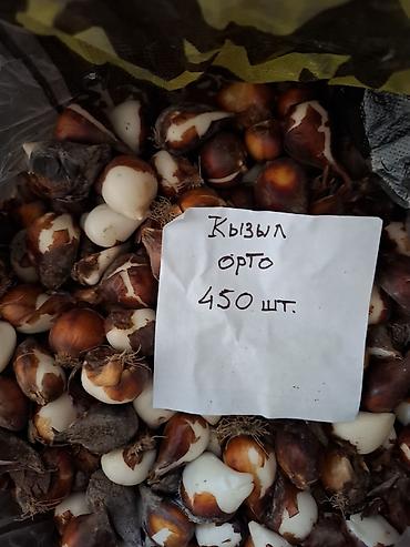 семена красной свеклы: Луковицы тюльпанов, сорт «Кызыл Орто». - Упаковки: 200 шт., 300 шт. и — 4