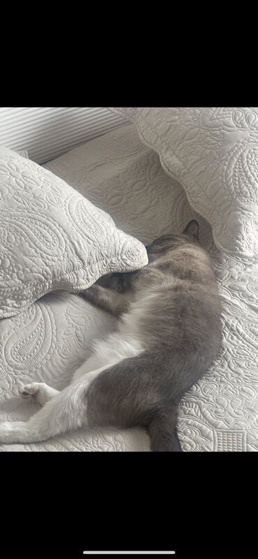 Отдам даром кошку: Кошка даром: Сиамская, Девочка, Приучена к лотку — 2