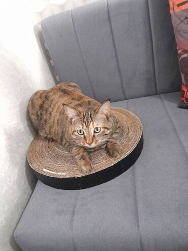 Зоотовары: Когтеточка для кошек и котят. Материал - Картон. Размеры: диаметр