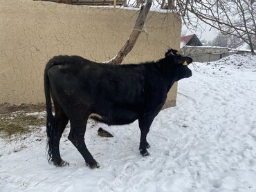 dzhinsy na 8 let 9: Продаю | Корова (самка) | Для разведения, Для молока | Стельные