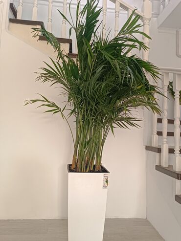 прожектор люстра: Пальма арека (Dypsis lutescens) в высоком белом кашпо. - Высота