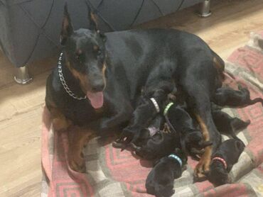 Psi: Stenci dobermana na prodaju sa papirama, ostenjeni 12.juna. Papiri se — 9