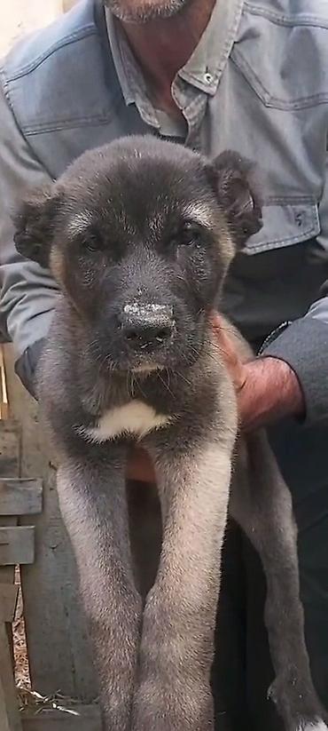 kangal satilik: Kanqal, 2 ay, Erkək, Peyvəndli, Rayonlara çatdırılma, Ünvandan götürmə, Ödənişli çatdırılma — 8