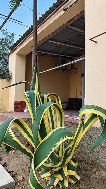 limon ağacları: 🌴 XURMA AĞACI SATILIR! 🌴 Həyətinizə gözəllik qatacaq xurma ağacı — 2