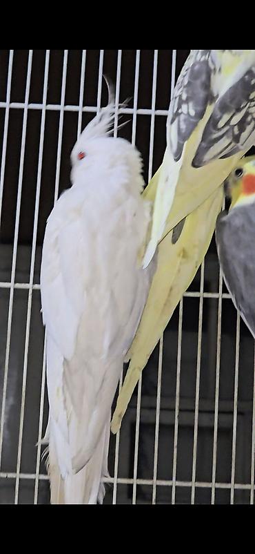 сколько стоит страус: 🦜 Кореллы — 3 взрослые рабочие пары! Продаются красивые, здоровые и — 3
