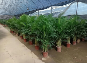 Пальмы: Пальмы Дипсис Монстеры, Бадьян Аннисовый,Корица, Стрелиция at lalafo.kg — 1 Пальмы: Пальмы Дипсис Монстеры, Бадьян Аннисовый,Корица, Стрелиция — 1