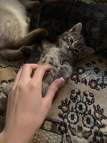 кошка ош: Кошка даром: Беспородная, Девочка, Приучена к лотку — 2