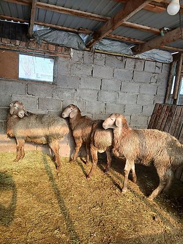 Баран, овца: Продаю | Овца (самка) | Для разведения — 2