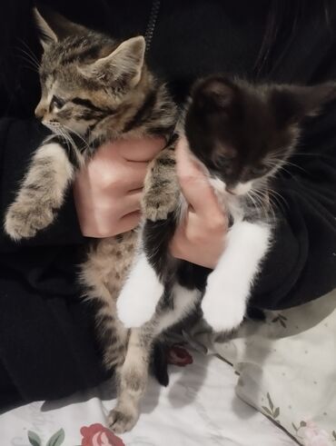 купить породистых котят: Отдадим котят. Котятам 2 месяца, приучены к лотку, игривые. Мальчик и