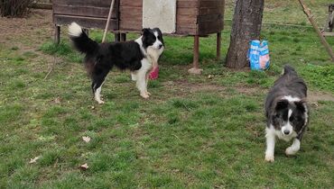 Psi: Border Koli (Collie) veoma iskusan i proveren Mužjak Za Parenje — 5