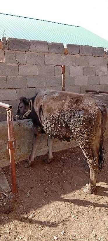 Коровы, быки: Продаю | Корова (самка) — 9