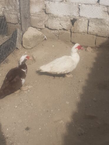 lal ördək satılır v Azərbaycan | ÖRDƏKLƏR: Tecili satilir erkek lal ördek disisi krasnadar sortu .yumurtlayir