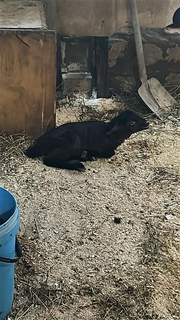 ordək necə gunə bala cixarir: Salam Aleykum! Allah hamının malına, ruzisinə bərəkət versin! 🤲🐑 🐏 — 1