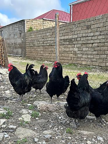 Quşlar: Salam avstroloq mayalı yumurtası sifariş qəbul olunur ünvan Binə — 3