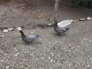 Ördəklər: Dişi, | Lal ördək, Macar, Damazlıq, Ünvandan götürmə, Pulsuz çatdırılma, Ödənişli çatdırılma