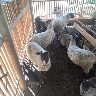 Бараны, овцы: Продаю | Овца (самка), Ягненок, Баран (самец) | Романовская | Для разведения, Для шерсти | Матка, Ягнившаяся