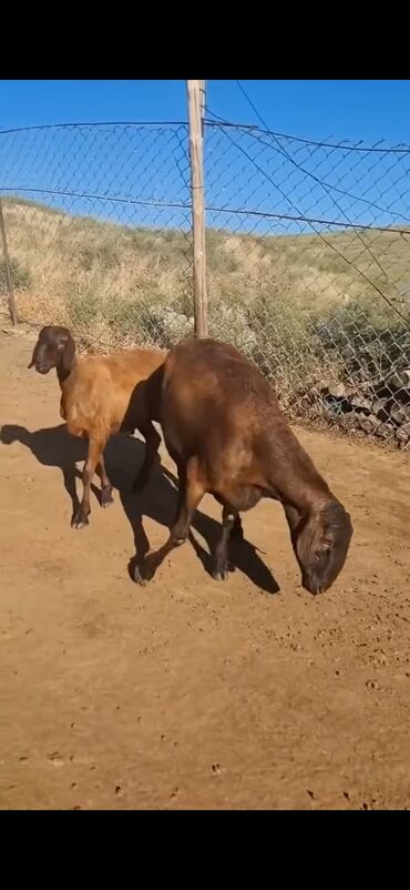 Qoyunlar, qoçlar: Qoyun – qaragül/quyruqlu ətlik tip. - Rəng: tünd qəhvəyi — 8