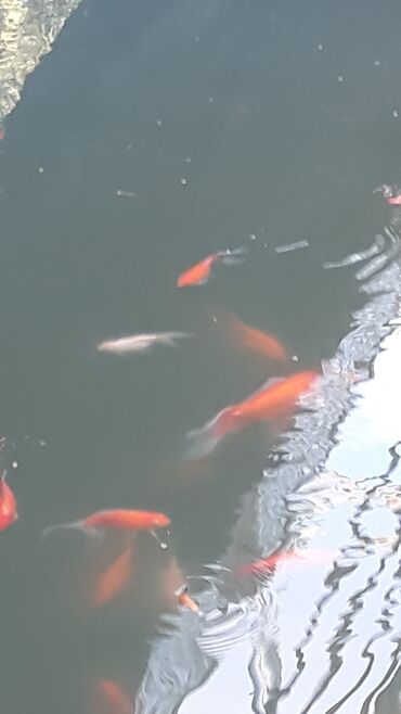 Akvariumlar: Yapon qizil baliqlari, hal hazirda hovoz seraitinde yasayirlar — 10