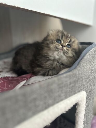 Pişiklər: Britan, Erkək, Dişi, Yaxşı əllərə, Ünvandan götürmə, Pulsuz çatdırılma, Ödənişli çatdırılma — 12