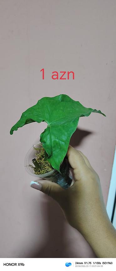 гул койгуч: Otaq bitkiləri şitilləri - Sukulent (kiçik qara plastik dibçəkdə) — 3