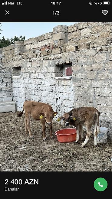 Mal-qara: Danalar Rus danalarıdı Sakit Həlim Heyvanlardı. 3 ayı keçiblər Əla — 2