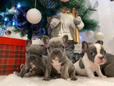 Psi: Francuski buldog štenci plave boje. Vakcinisani, spremni za novi dom — 9