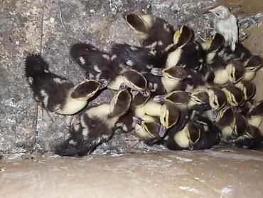 ördey: Muscovy ördək bala satışı tam sağlam lal ördek balasi .ana altından — 1