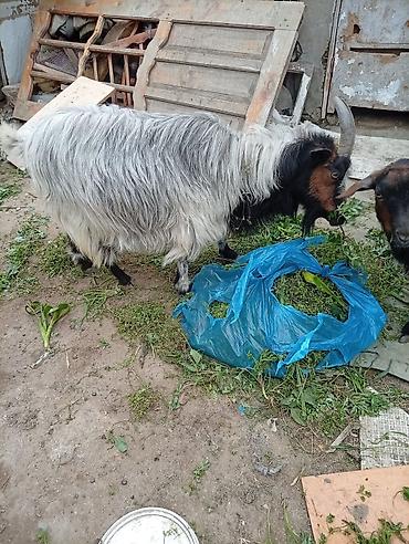 keci heyvan: Dişi, il: 4, Südlük, Ünvandan götürmə — 2