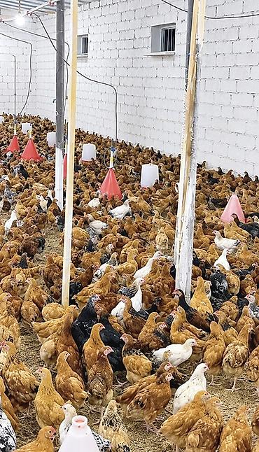 lider 55 cuce: Toyuq cücələri, Damazlıq — 2