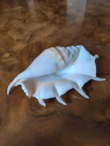 Akvariumi: Tri velike, izuzetno lepe skoljke. Dimenzija i cena: 30x23cm 4000din — 9