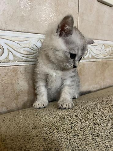 Heyvanlar: Gümüşü rəng çalarlarında, qısa tüklü balaca pişik balası. - Gözləri — 4