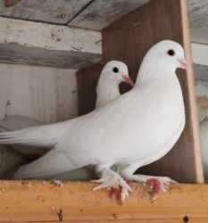 возьму собаку в хорошие руки: Göyərçinlər satılır biri 10 manatdan. Birindən başqa-ayağı bol papışdı