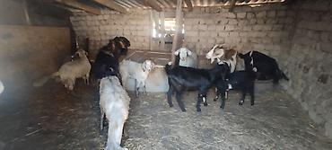 инкубационные яица: Продаю | Коза (самка) | Зааненская, Нубийская, Битал | Для разведения — 4
