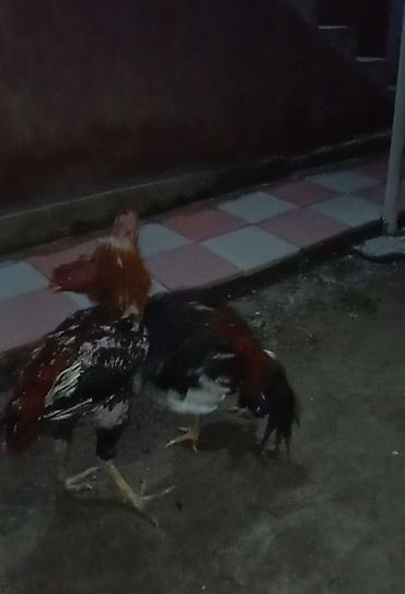 cins ineklerin satisi 2019: Xoruz, Heyratı, il: 1 — 4
