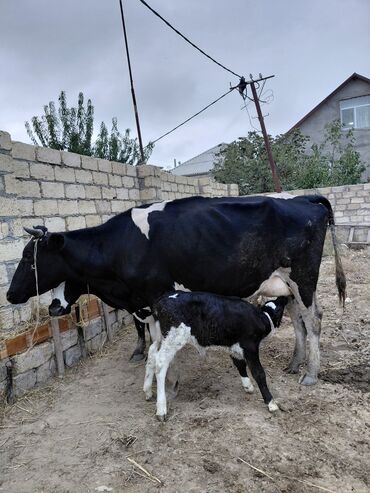 smental inekler: Dişi, il: 2, Damazlıq