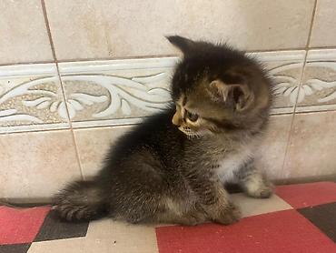 Кошки: Табби, В добрые руки — 7