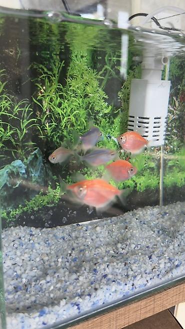 neon balığı: Salam! Sağlam və aktiv GloFish tetra balıqlarımı satıram. Rəngləri — 6