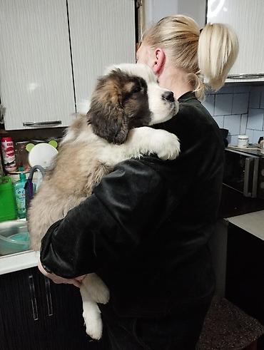 Продажа собак: Сенбернар, 3 месяца, Самка — 1